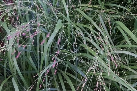 Panicum virgatum 'Shenandoah' geen maat specificatie cont. 2,0L - afbeelding 1