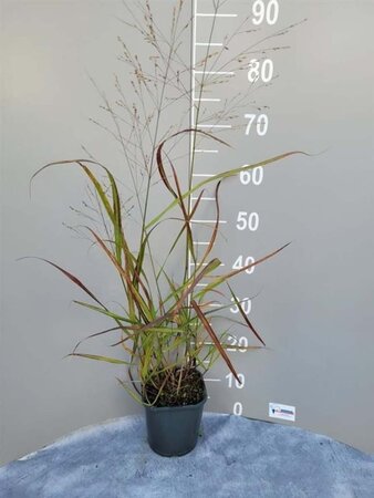 Panicum virgatum 'Shenandoah' geen maat specificatie cont. 2,0L - afbeelding 3