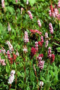 Persicaria aff. 'Kabouter' geen maat specificatie 0,55L/P9cm - afbeelding 1