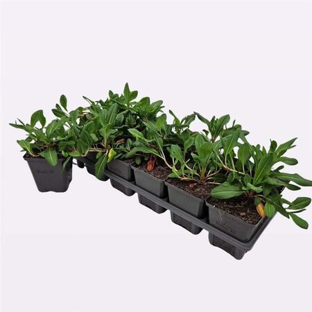 Persicaria aff. 'Kabouter' geen maat specificatie 0,55L/P9cm - afbeelding 4