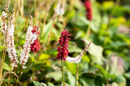 Persicaria amplexicaulis geen maat specificatie 0,55L/P9cm - afbeelding 2