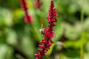 Persicaria a. 'Speciosa' = Firetail geen maat specificatie 0,55L/P9cm - afbeelding 2