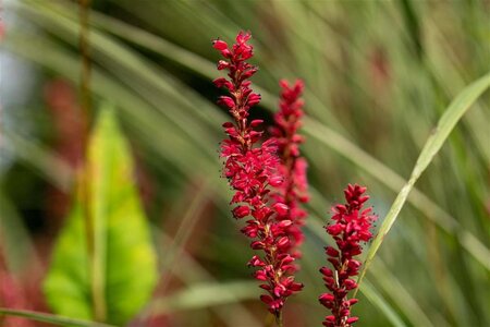 Persicaria a. 'Speciosa' = Firetail geen maat specificatie 0,55L/P9cm - afbeelding 3