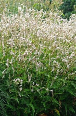 Persicaria a. 'White Eastfield' geen maat specificatie 0,55L/P9cm