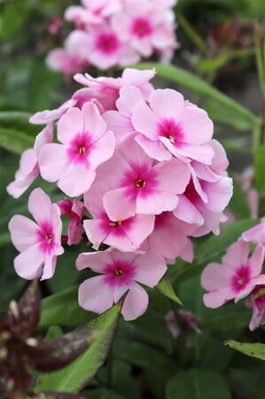 Phlox (P) 'Bright Eyes' geen maat specificatie 0,55L/P9cm - afbeelding 4