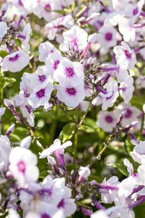 Phlox (P) 'Bright Eyes' geen maat specificatie 0,55L/P9cm - afbeelding 2