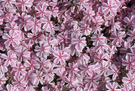 Phlox (S) Candy Stripes geen maat specificatie 0,55L/P9cm - afbeelding 1