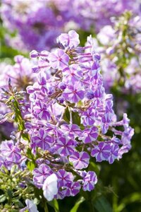 Phlox (S) Candy Stripes geen maat specificatie 0,55L/P9cm - afbeelding 2