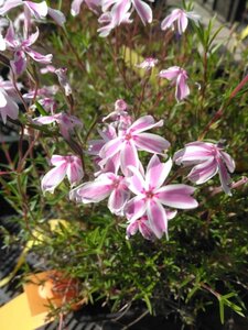 Phlox (S) Candy Stripes geen maat specificatie 0,55L/P9cm - afbeelding 4