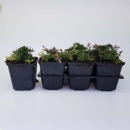 Phlox (S) Candy Stripes geen maat specificatie 0,55L/P9cm - afbeelding 5