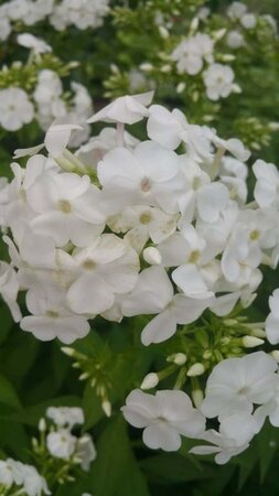 Phlox (P) 'David' geen maat specificatie 0,55L/P9cm - afbeelding 1