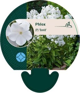 Phlox (P) 'David' geen maat specificatie 0,55L/P9cm - afbeelding 4