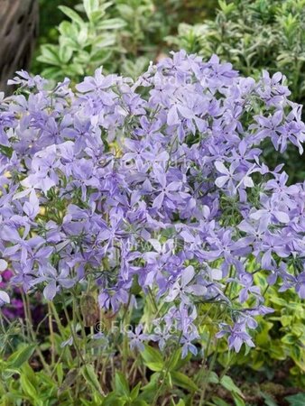 Phlox div. 'Clouds of Perfume' geen maat specificatie 0,55L/P9cm - afbeelding 4