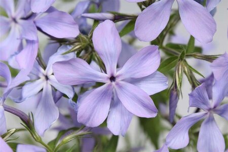 Phlox div. 'Clouds of Perfume' geen maat specificatie 0,55L/P9cm - afbeelding 5