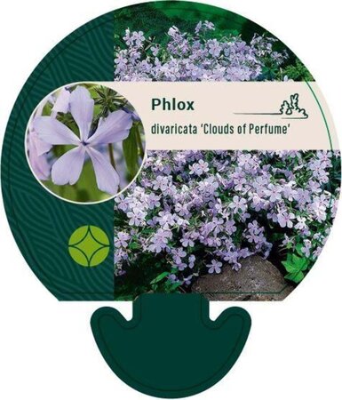 Phlox div. 'Clouds of Perfume' geen maat specificatie 0,55L/P9cm - afbeelding 3