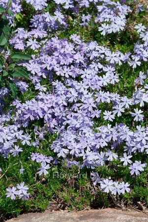 Phlox (S) 'Emerald Cushion Blue' geen maat specificatie 0,55L/P9cm - afbeelding 6