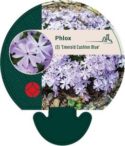 Phlox (S) 'Emerald Cushion Blue' geen maat specificatie 0,55L/P9cm - afbeelding 4