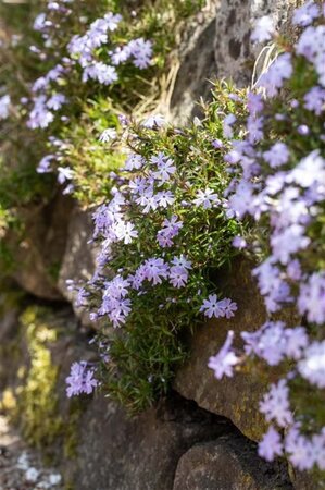 Phlox (S) 'Emerald Cushion Blue' geen maat specificatie 0,55L/P9cm - afbeelding 1