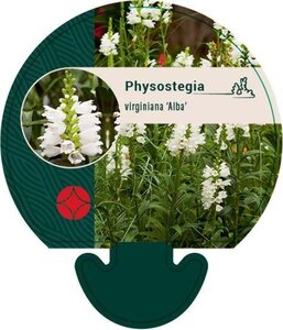 Physostegia v. 'Alba' geen maat specificatie 0,55L/P9cm - afbeelding 1