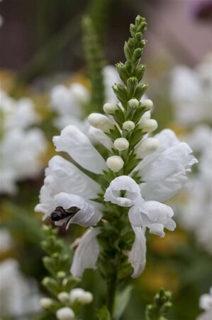 Physostegia v. 'Alba' geen maat specificatie 0,55L/P9cm - afbeelding 2