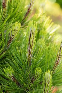 Pinus heldreichii 'Compact Gem' 30-40 cm cont. 7,5L - afbeelding 1