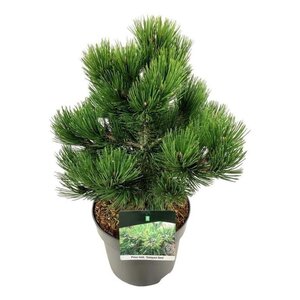 Pinus heldreichii 'Compact Gem' 30-40 cm cont. 7,5L - afbeelding 7