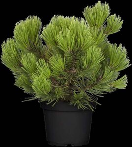 Pinus heldreichii 'Compact Gem' 30-40 cm cont. 7,5L - afbeelding 3