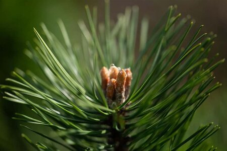 Pinus sylvestris 125-150 cm RB - image 1