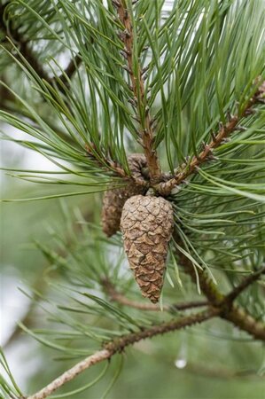 Pinus sylvestris 125-150 cm RB - image 2