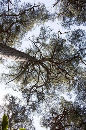 Pinus sylvestris 125-150 cm RB - image 3
