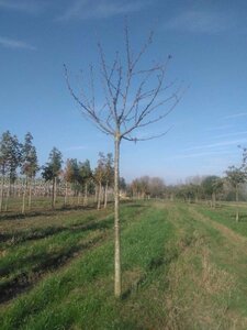 Prunus a. 'Early Rivers'(lindekers) 20-25 Hoogstam draadkluit 4 X verplant - afbeelding 2