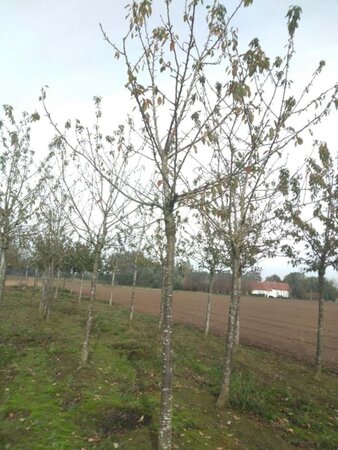 Prunus a. 'Early Rivers'(lindekers) 25-30 Hoogstam draadkluit 4 X verplant - afbeelding 2