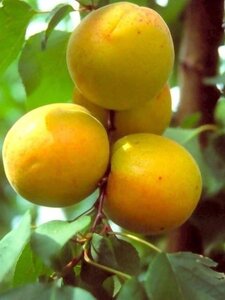 Prunus ar. 'Polonais' 8-10 STA4 BR