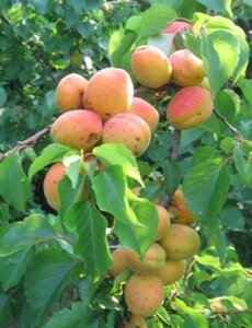 Prunus ar. 'Royal' 10-12 STA BR