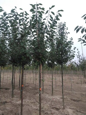 Prunus avium 12-14 STA BR 2 X V