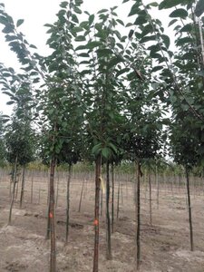 Prunus avium 14-16 STA BR 2 X V