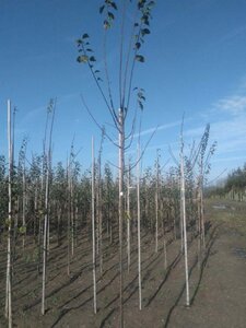 Prunus d. 'Anna Späth' 6-8 Hoogstam wortelgoed - afbeelding 4