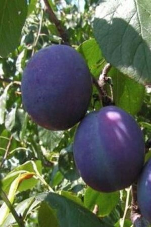 Prunus d. 'Bleue de Belgique' 14-16 STA BR 2 X V