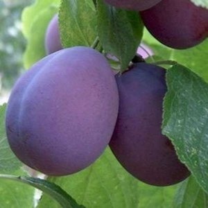 Prunus d. 'Belle de Louvain' 14-16 STA BR 2 X V