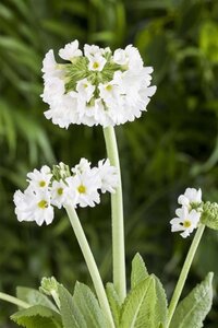 Primula denticulata geen maat specificatie 0,55L/P9cm - afbeelding 1