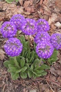 Primula denticulata geen maat specificatie 0,55L/P9cm - afbeelding 4