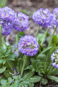 Primula denticulata geen maat specificatie 0,55L/P9cm - afbeelding 5