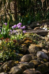 Primula denticulata geen maat specificatie 0,55L/P9cm - afbeelding 6