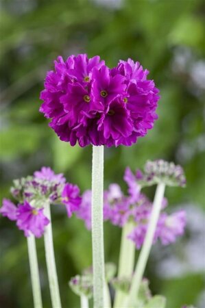 Primula denticulata geen maat specificatie 0,55L/P9cm - afbeelding 7