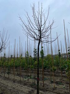 Prunus d. 'Hauszwetsche' = Altesse Simple 18-20 Hoogstam draadkluit 3 X verplant - afbeelding 1