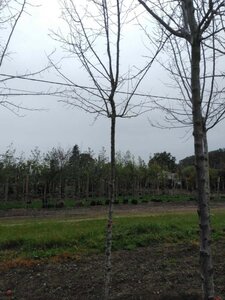 Prunus d. 'Hauszwetsche' = Altesse Simple 18-20 Hoogstam draadkluit 3 X verplant - afbeelding 2