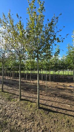 Prunus d. 'Hauszwetsche' = 'Altesse Simple' 20-25 Hoogstam draadkluit 4 X verplant - afbeelding 1