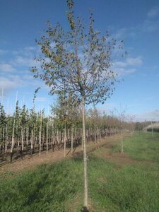 Prunus d. 'Hauszwetsche' = Altesse Simple 20-25 Hoogstam draadkluit 4 X verplant - afbeelding 6