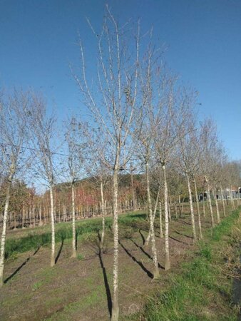 Prunus d. 'Hauszwetsche' = 'Altesse Simple' 20-25 Hoogstam draadkluit 4 X verplant - afbeelding 3