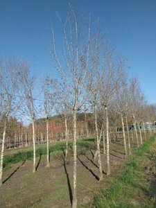 Prunus d. 'Hauszwetsche' = 'Altesse Simple' 20-25 Hoogstam draadkluit 4 X verplant - afbeelding 3